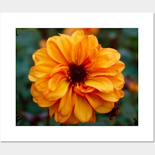 Garden Dahlia Posters and Art